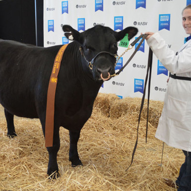 Image of woman and cow at a cattle show