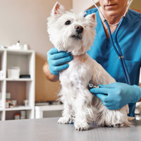 A little dog having a check up with a vet