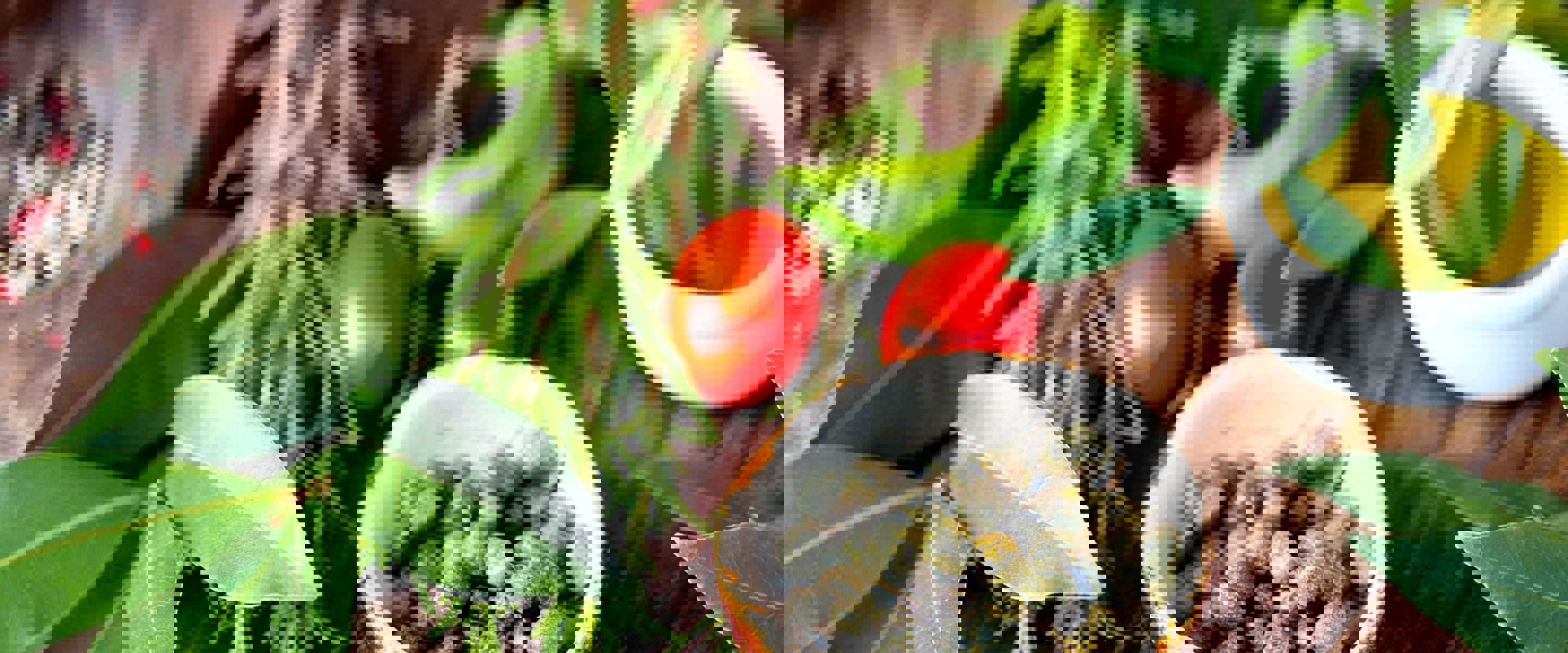 An array of freshly picked herbs and vegetables