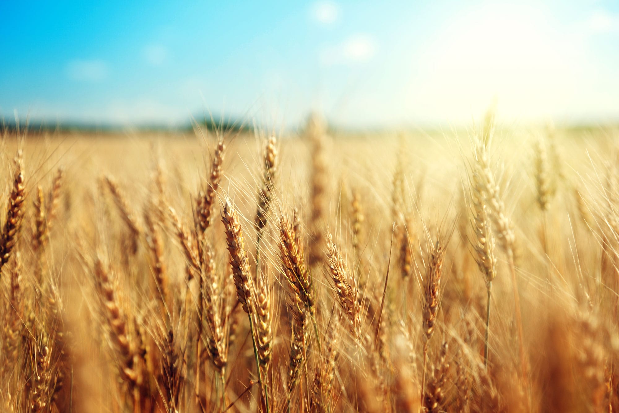 Diploma of Agriculture