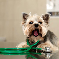 A dog sitting on a bench with a stethoscope around its neck