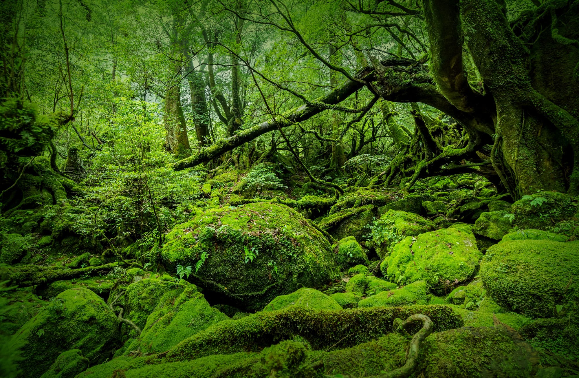 Diploma of Conservation and Ecosystem Management