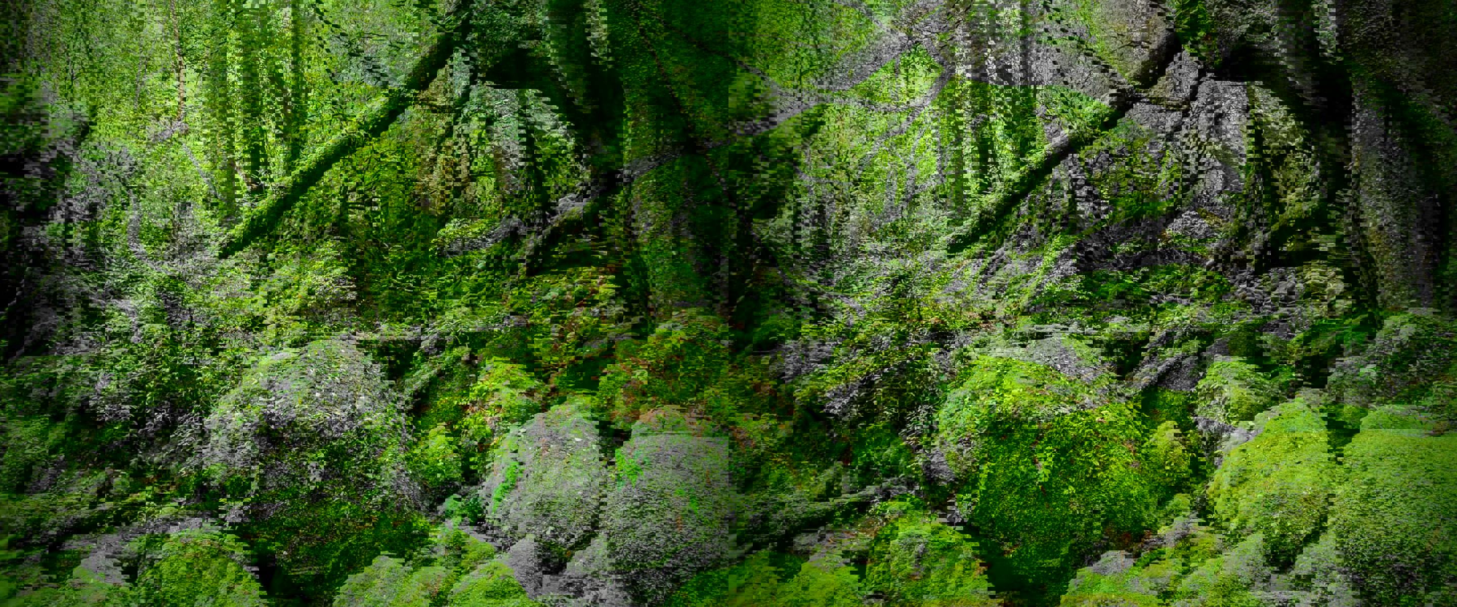 A preserved section of a green forest area