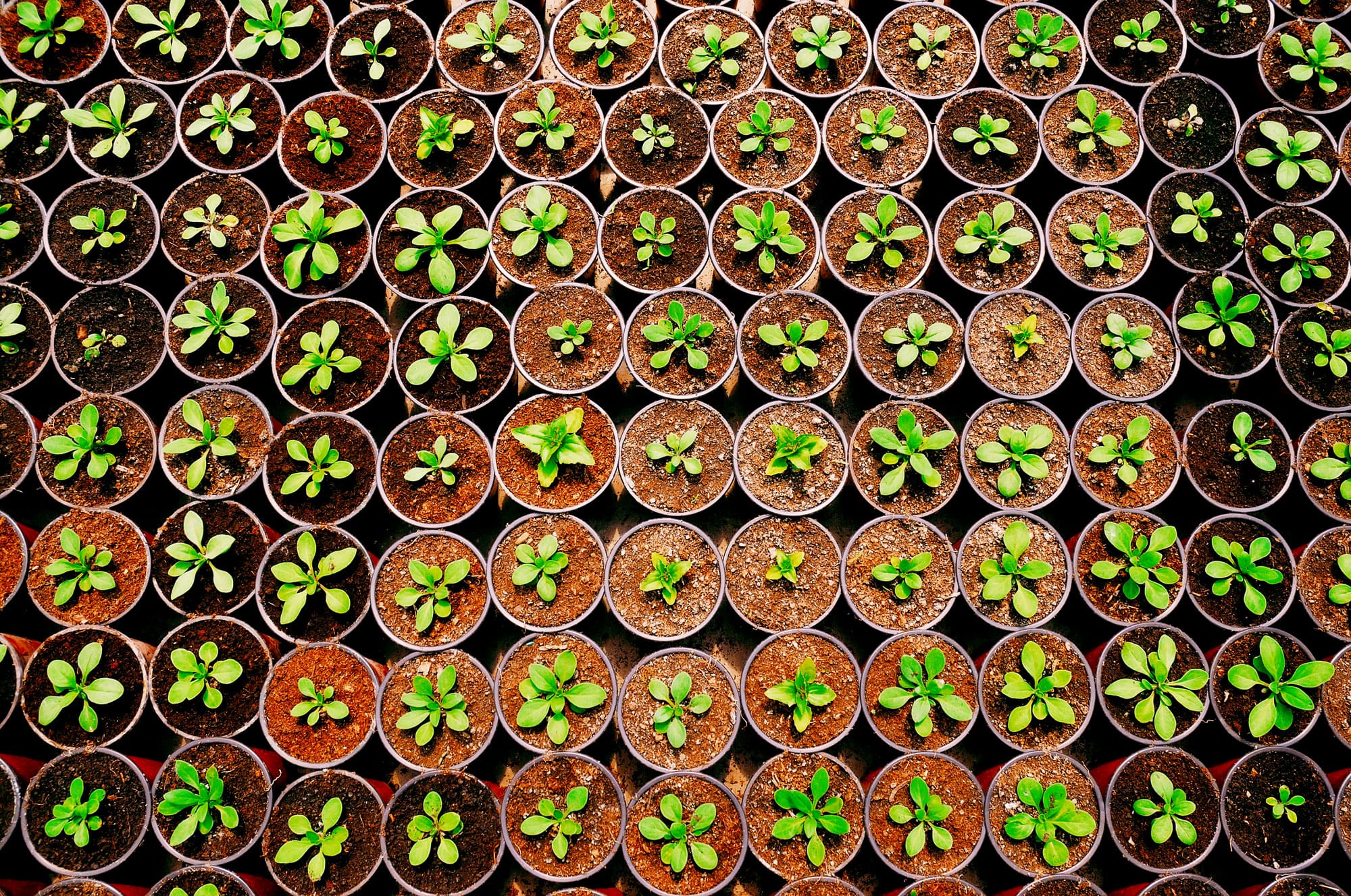 Certificate Iv Horticulture Melbourne Polytechnic Certificate Iv Horticulture Melbourne Polytechnic
