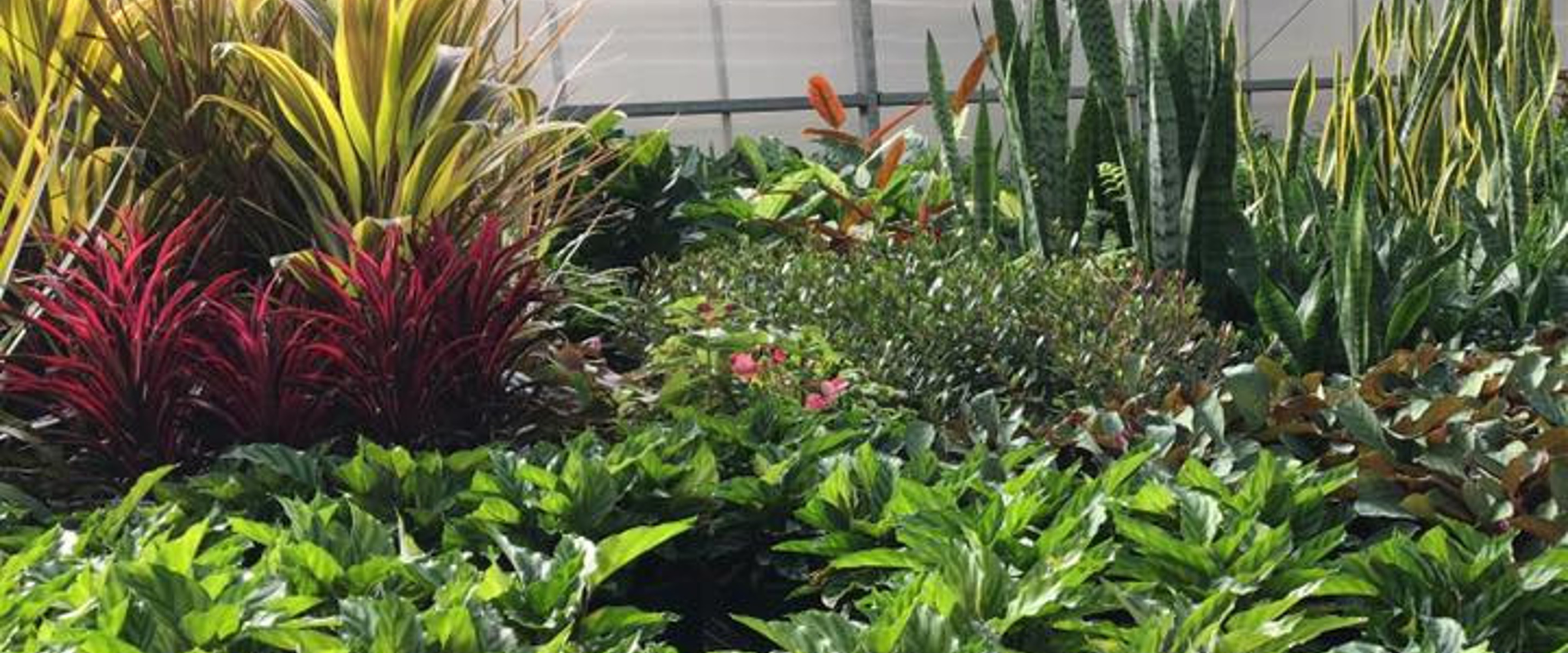 Thriving plants inside Melbourne Polytechnic's Yarra Edge Nursery