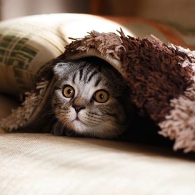 Cat peeking its head from underneath rug