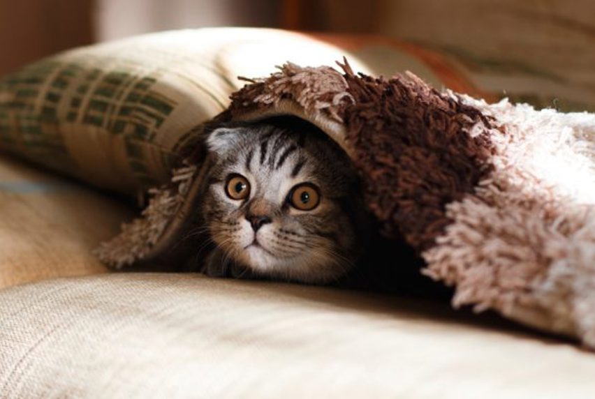 Cat peeking its head from underneath rug