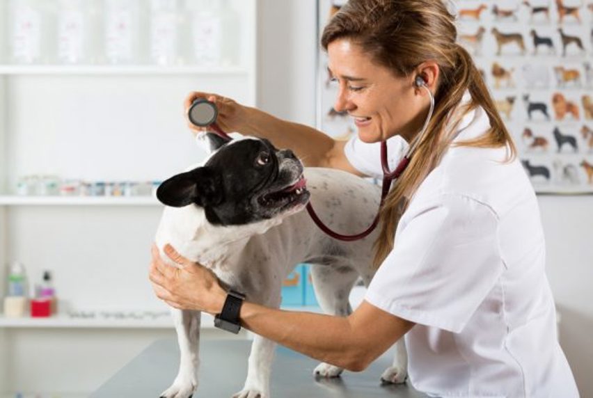 A vet caring for a dog 