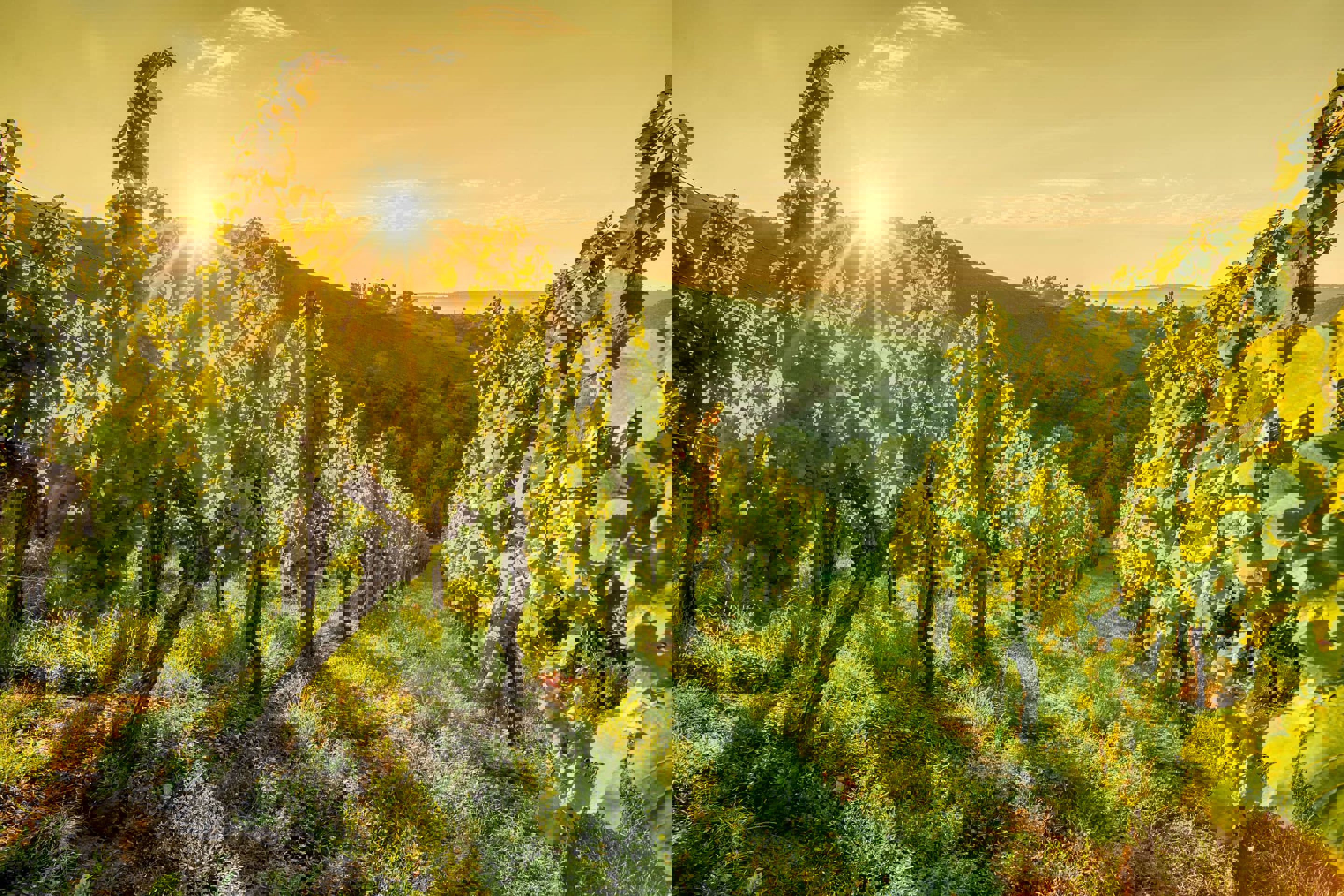 A vineyard with long rows of growing vines