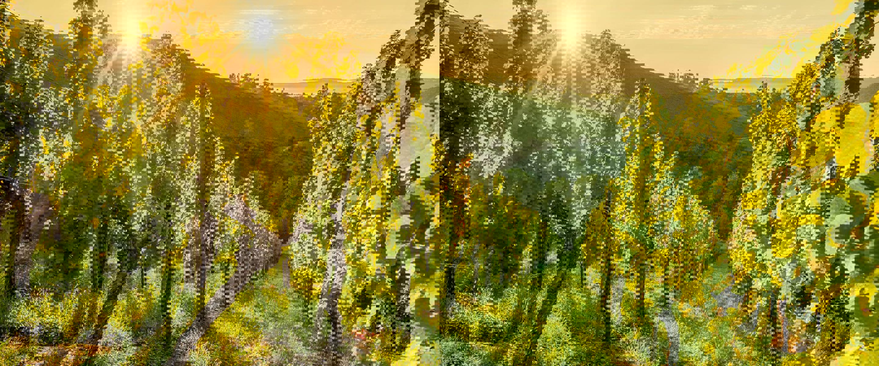 A vineyard with long rows of growing vines