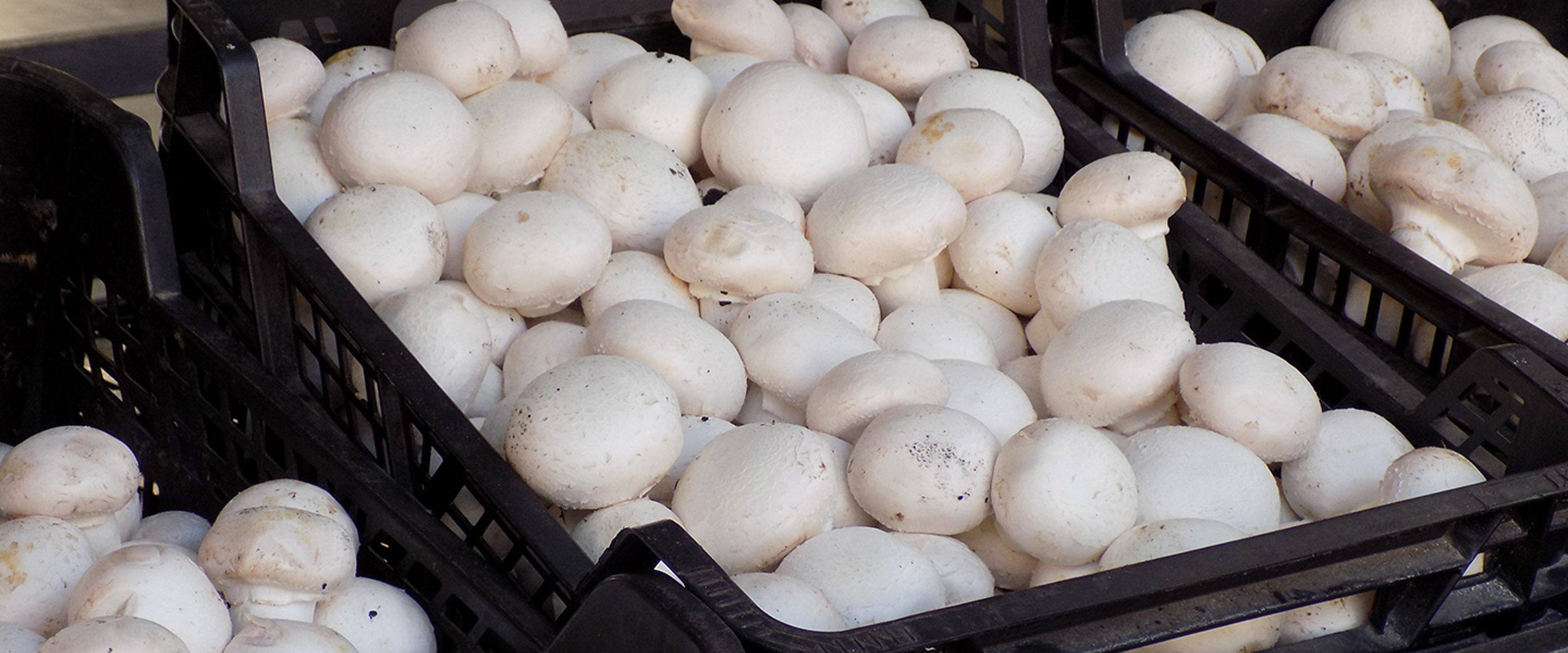 Mushrooms In Crate