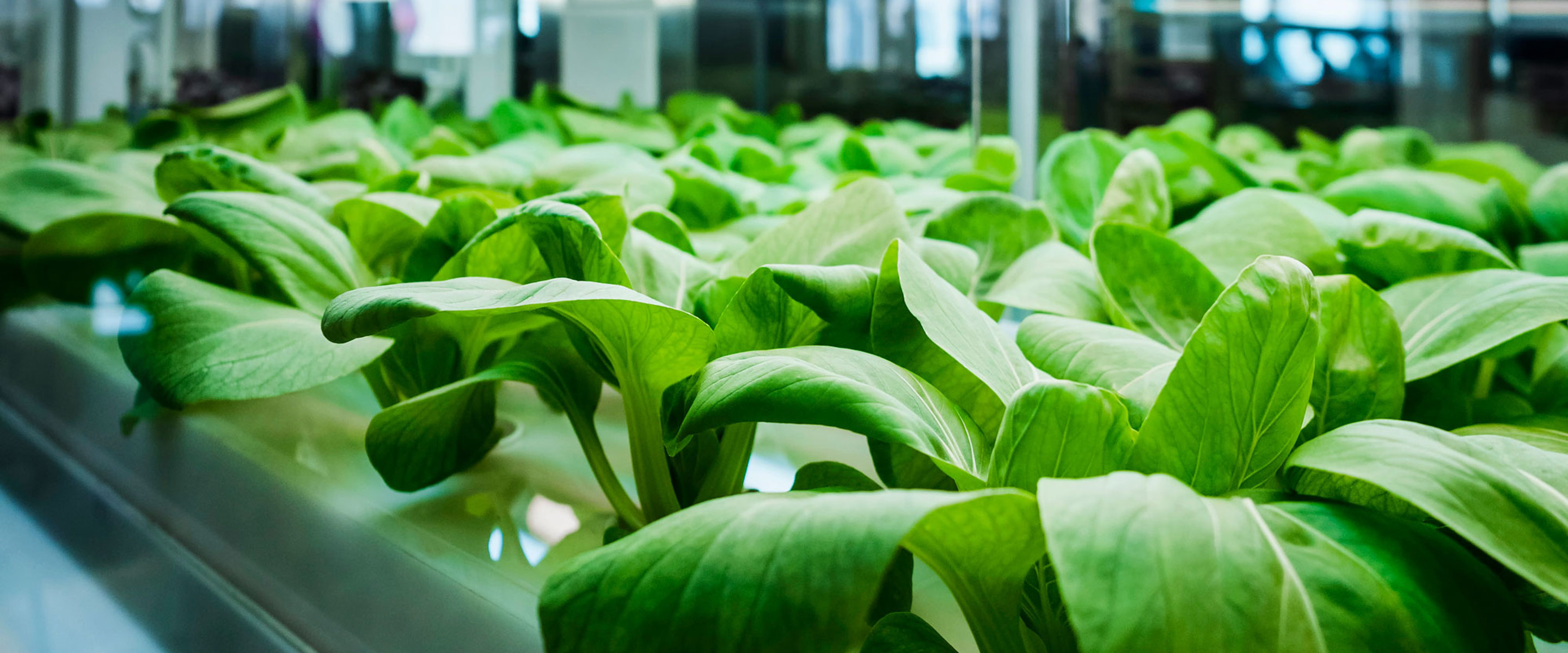 Plants sitting in a hydro crop