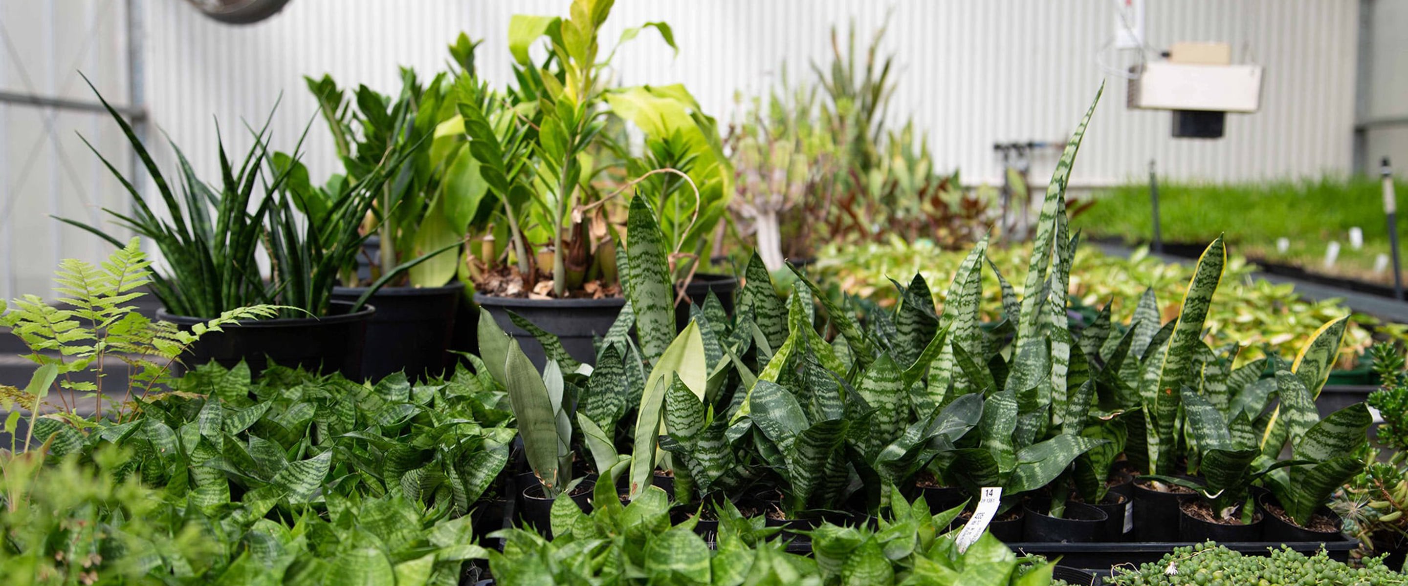 Fairfield campus Horticulture inside Greenhouse, maturing plants