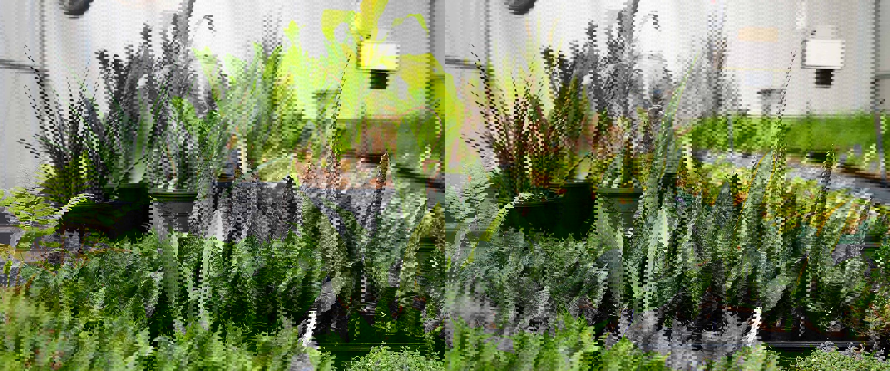 Fairfield campus Horticulture inside Greenhouse, maturing plants