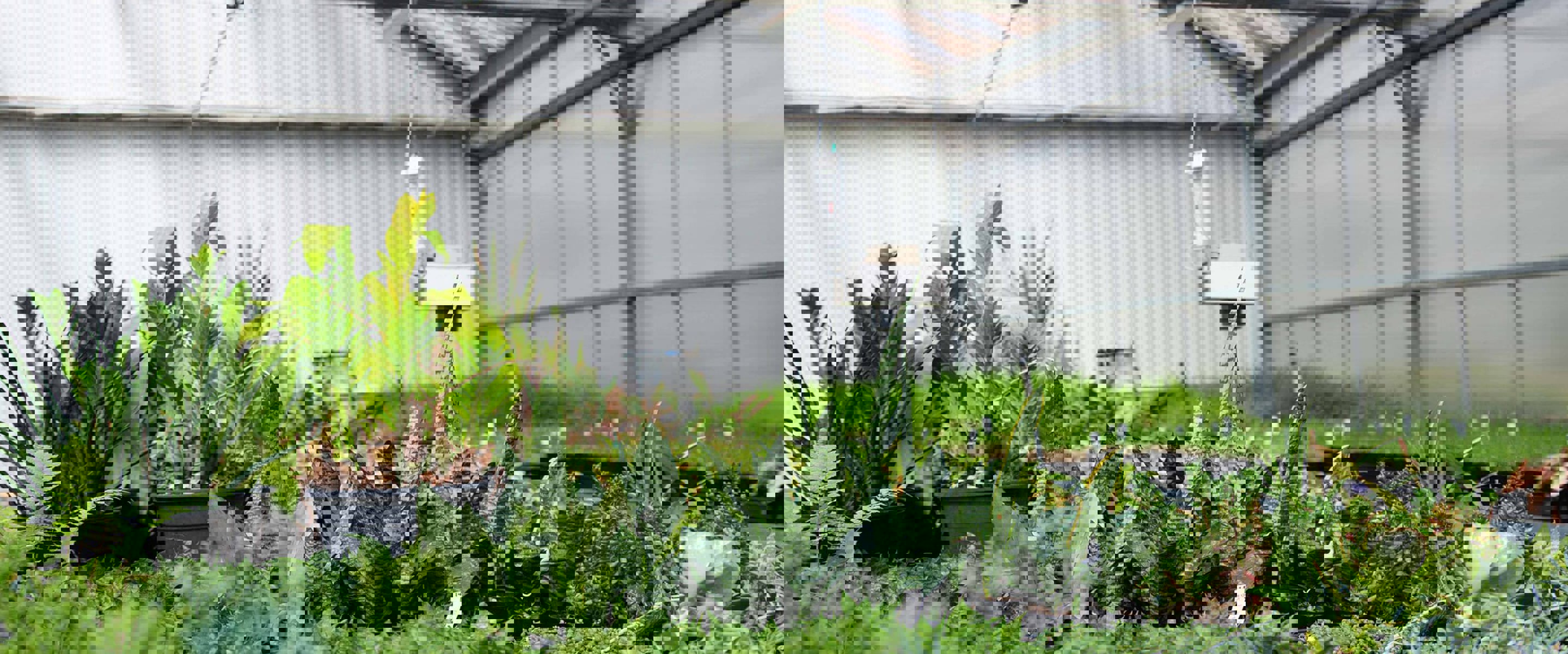 Fairfield campus Horticulture inside Greenhouse