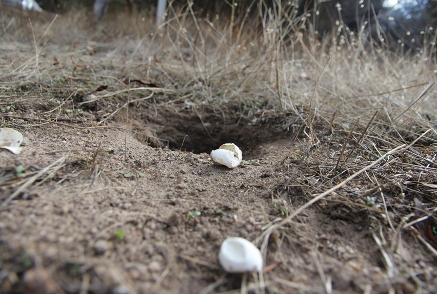 Turtle eggs outside of nest