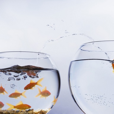 Image of two fishbowls with one goldfish leaping into the empty bowl