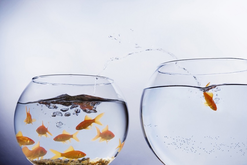 Image of two fishbowls with one goldfish leaping into the empty bowl