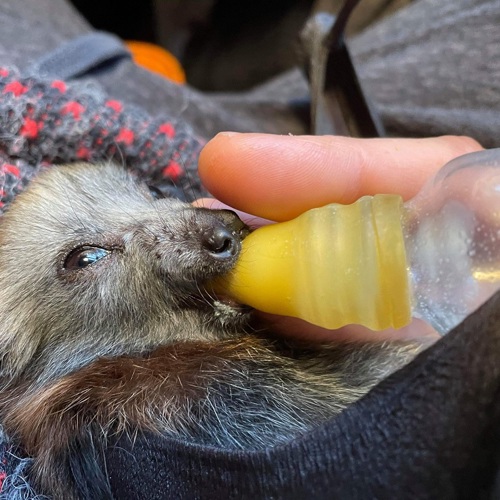 Eddie the flying fox pup drinking