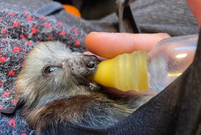 Eddie the flying fox pup drinking