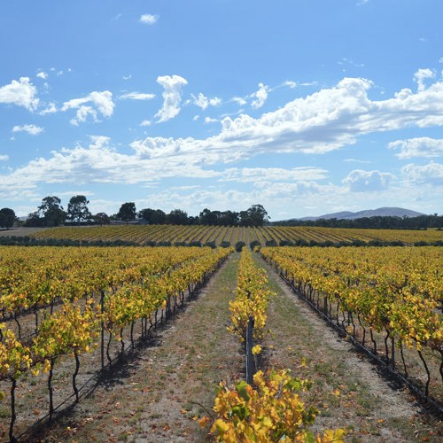 Vineyard at Yan Yean Growling frog on a sunny day in autumn