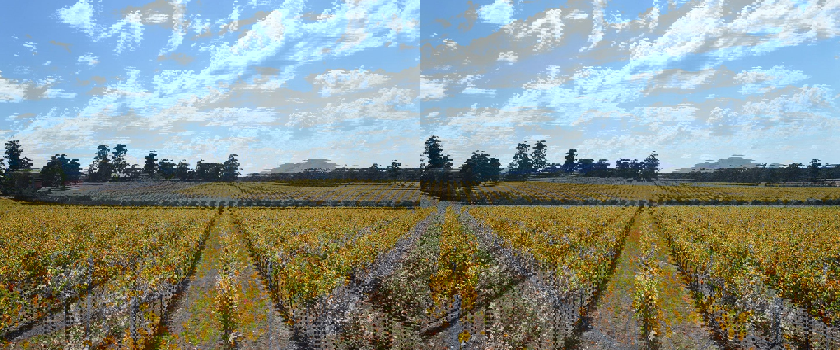 Vineyard at Yan Yean Growling frog on a sunny day in autumn