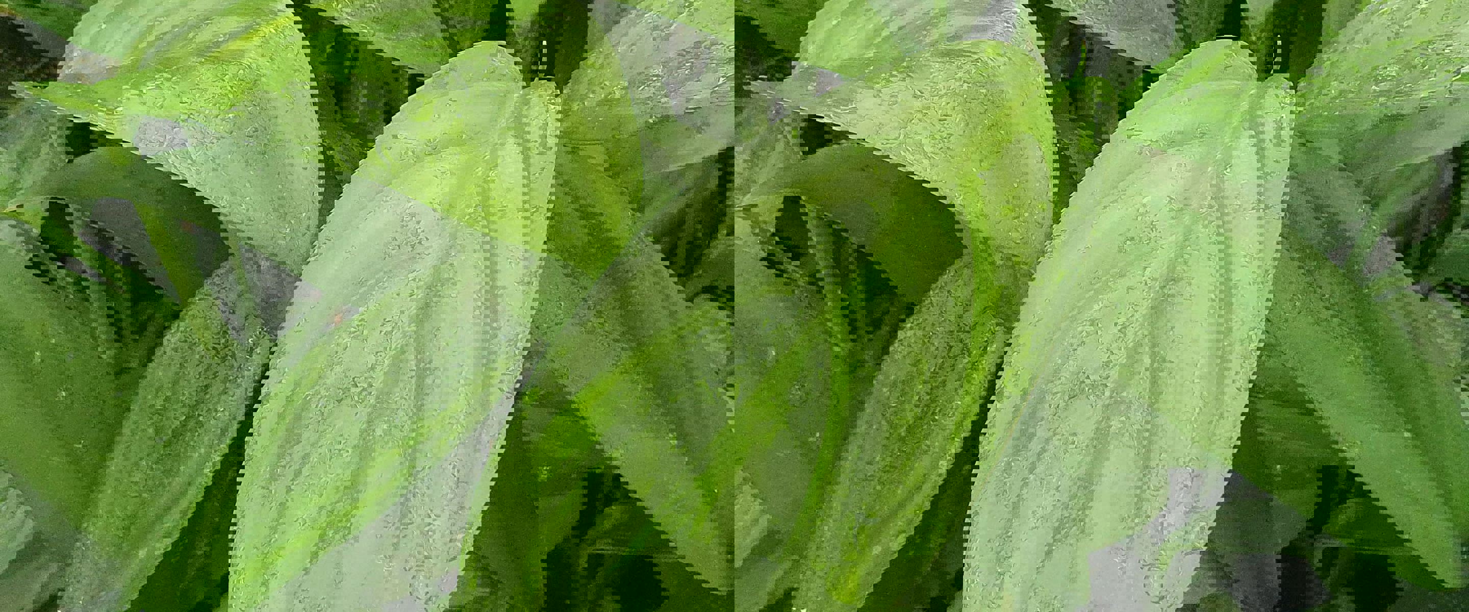 Close-up of Plant at Yarra Edge Nursery