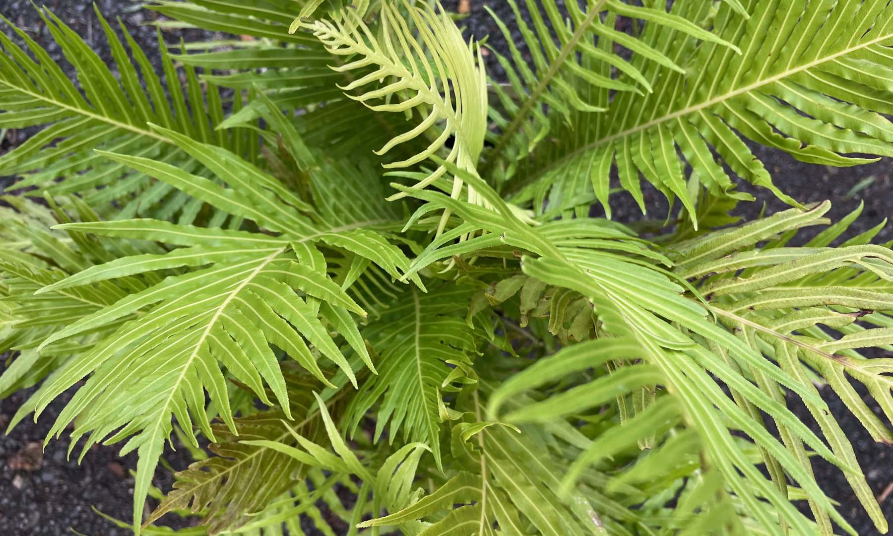 Green Blechnum Silverfern