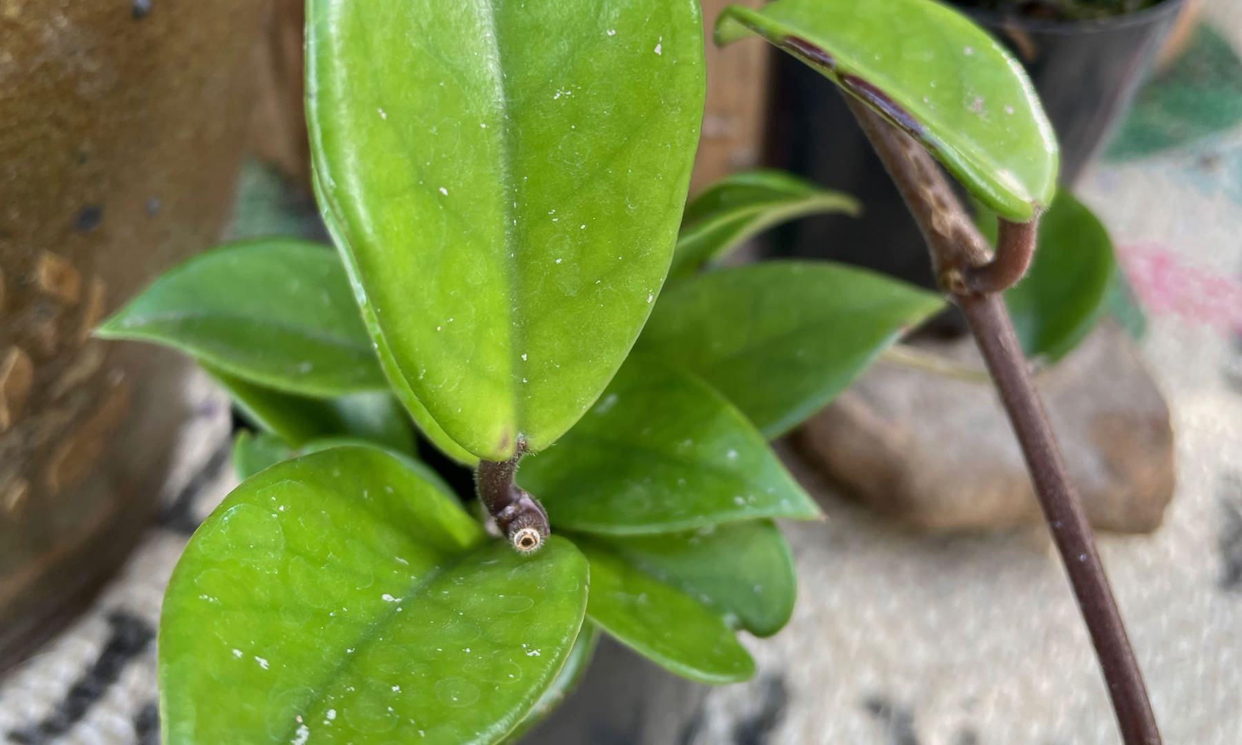 Hoya Carnosa