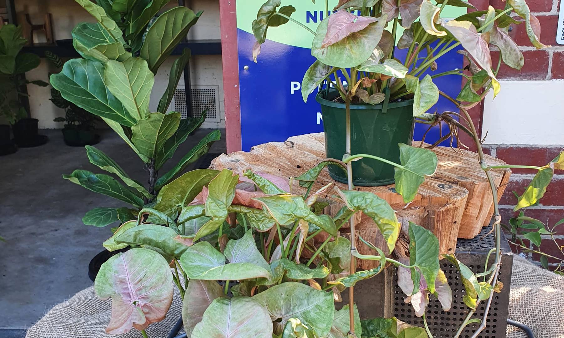 Syngonium Pink Butterfly