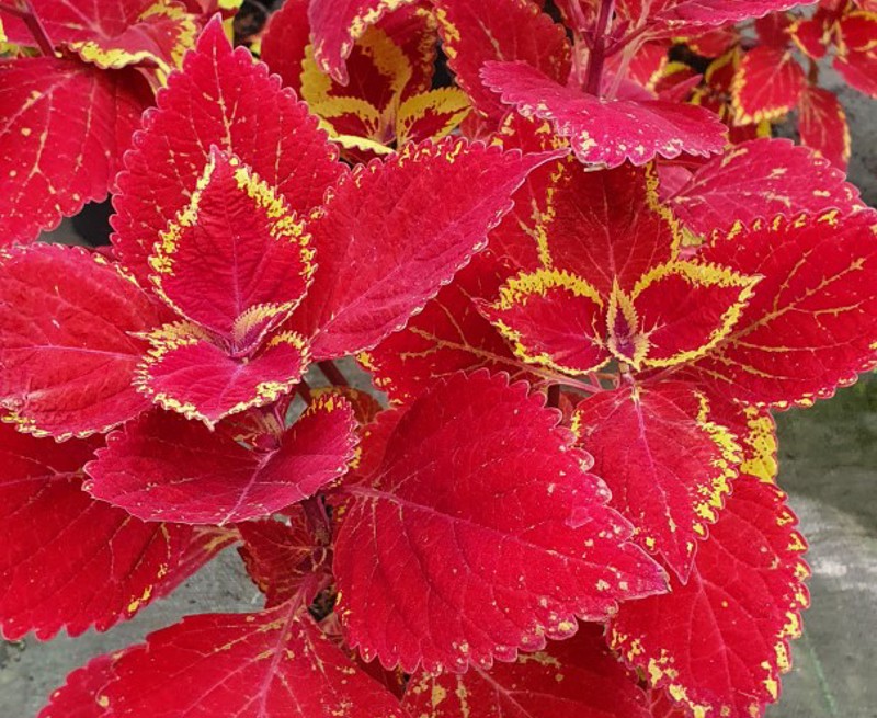 Plant with red leaves that have yellow edges