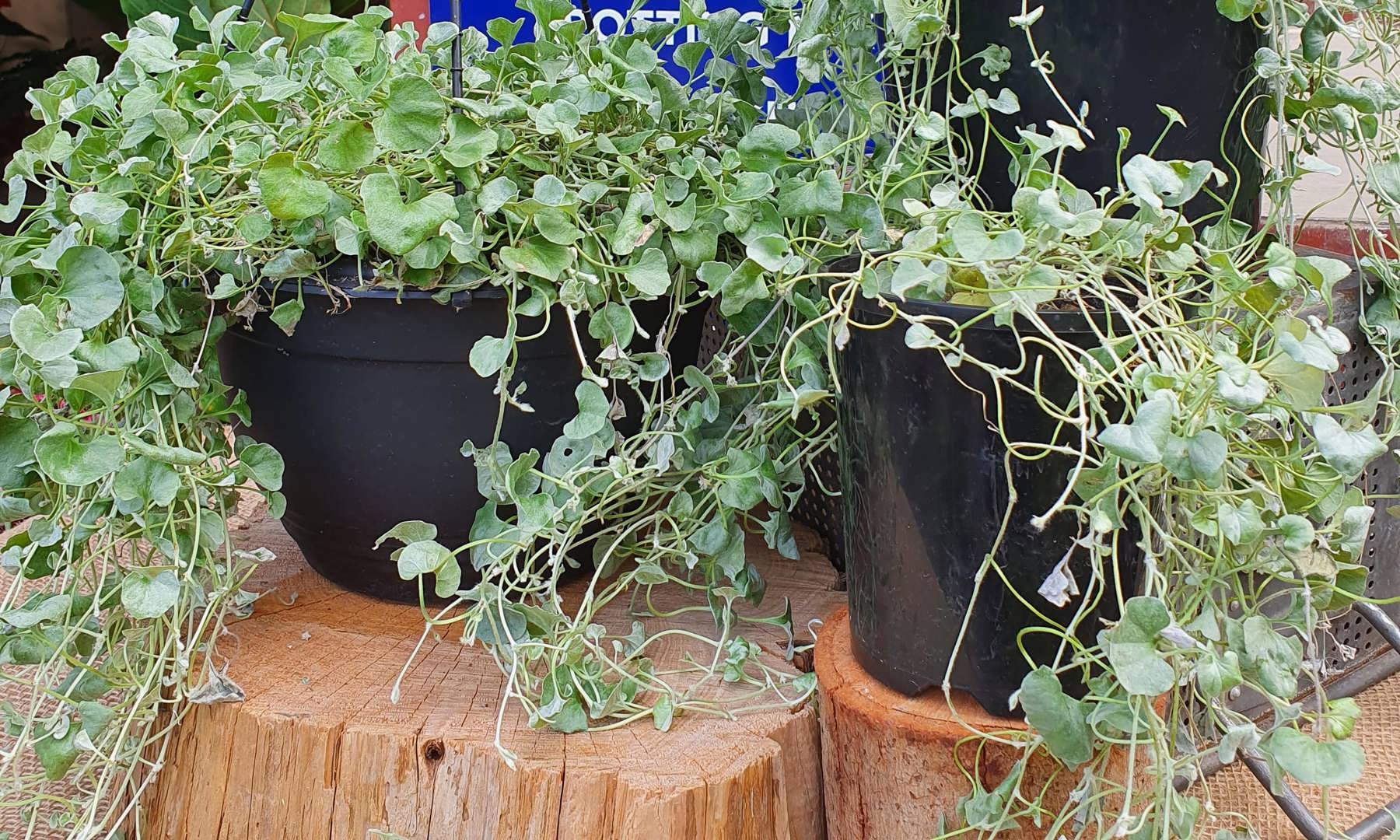 Dichondra Repens Silverfalls