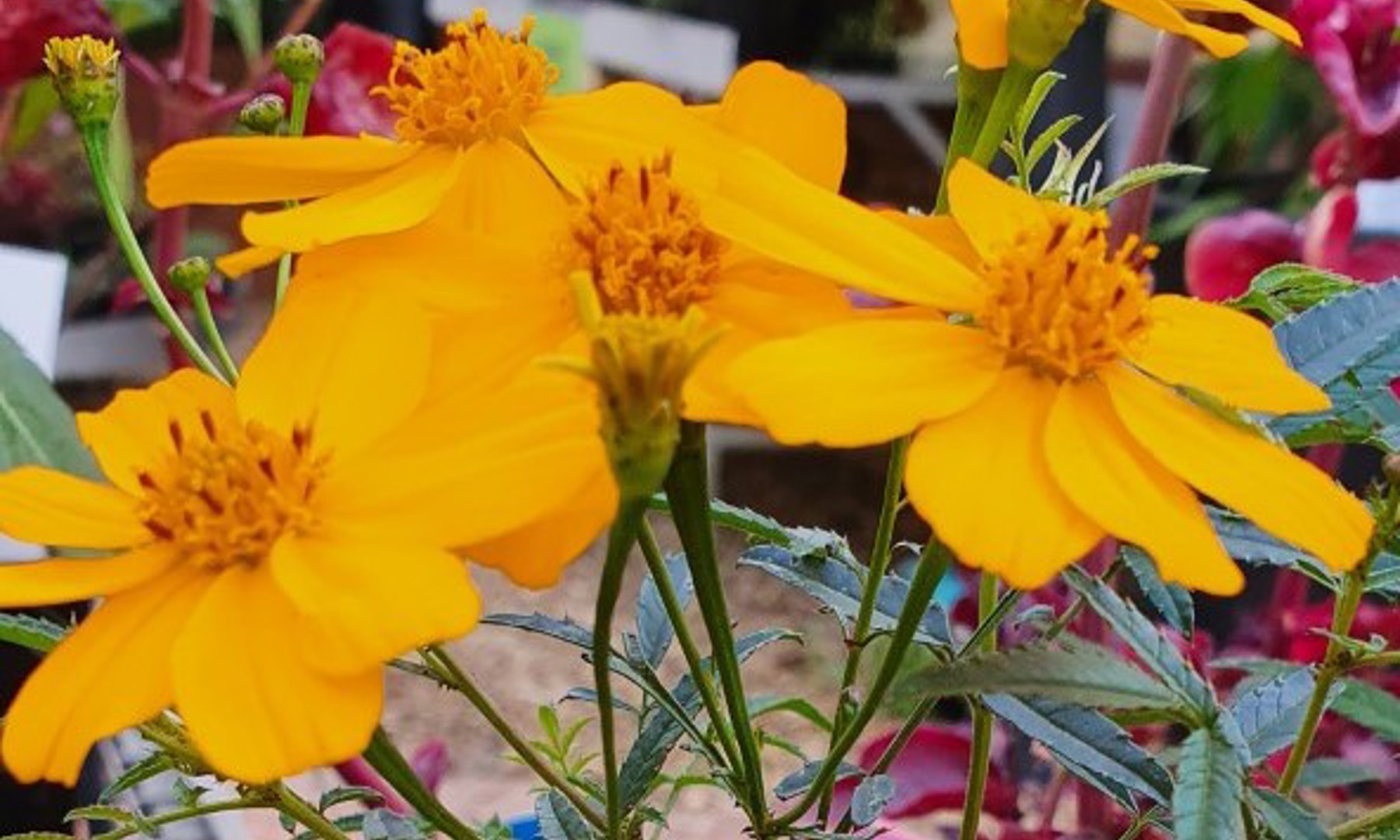 Tagetes Lemonii