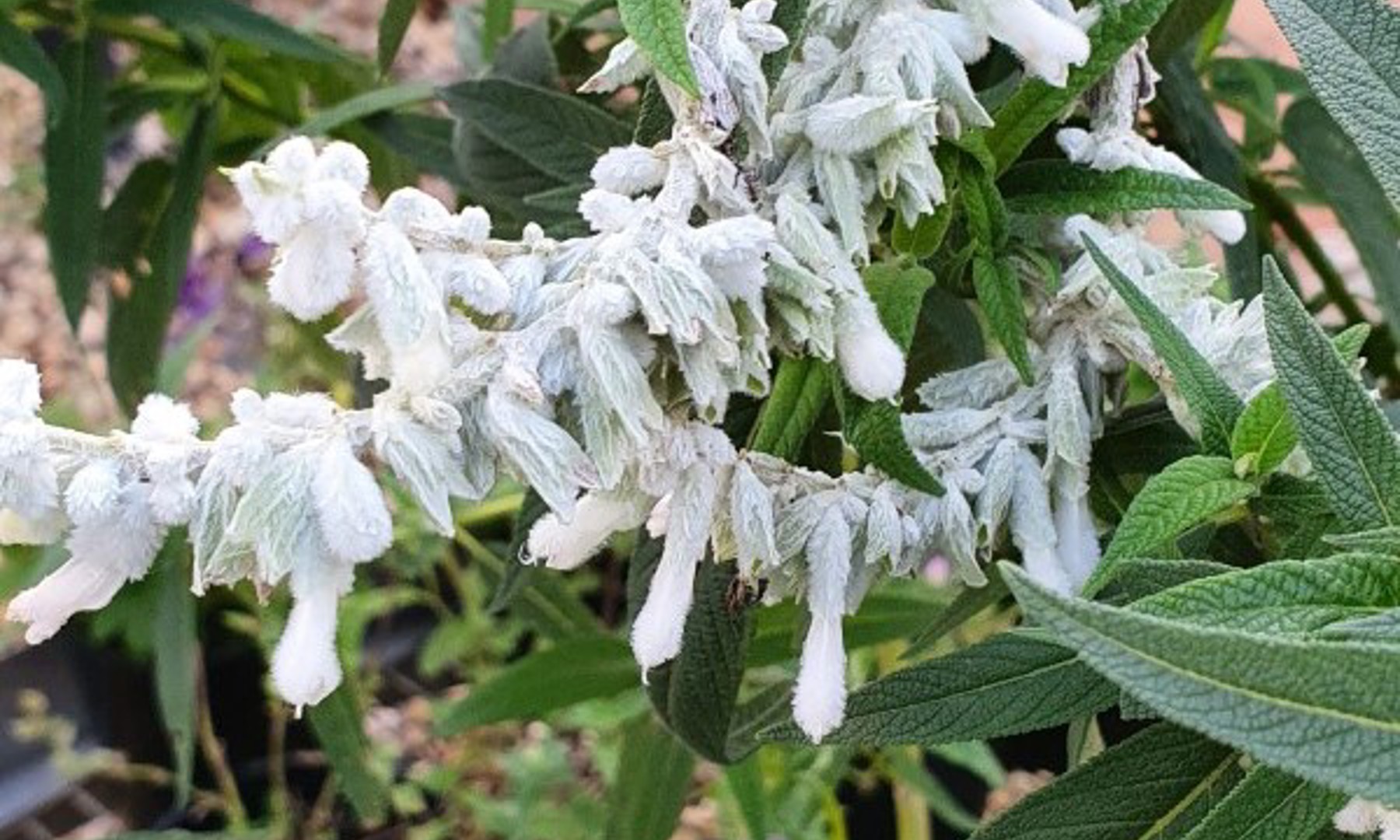 Salvia White