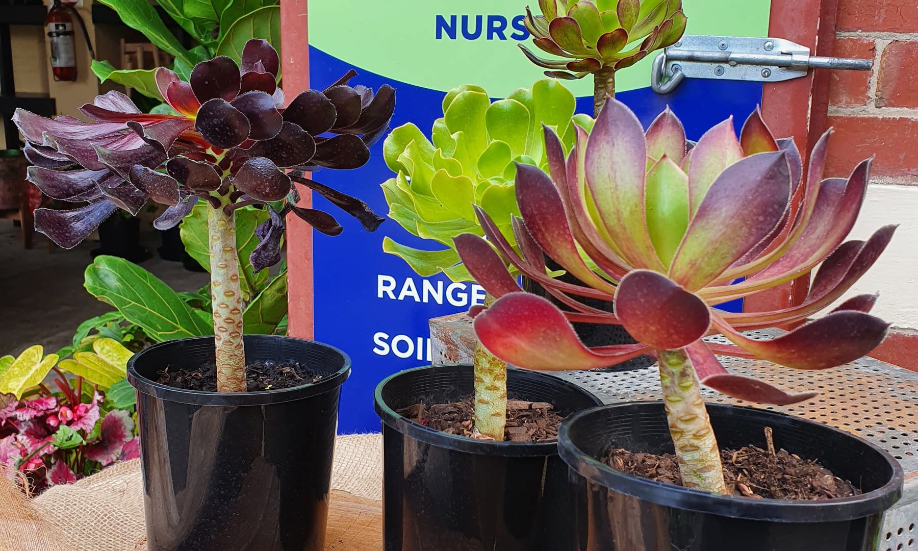 Aeonium Varieties