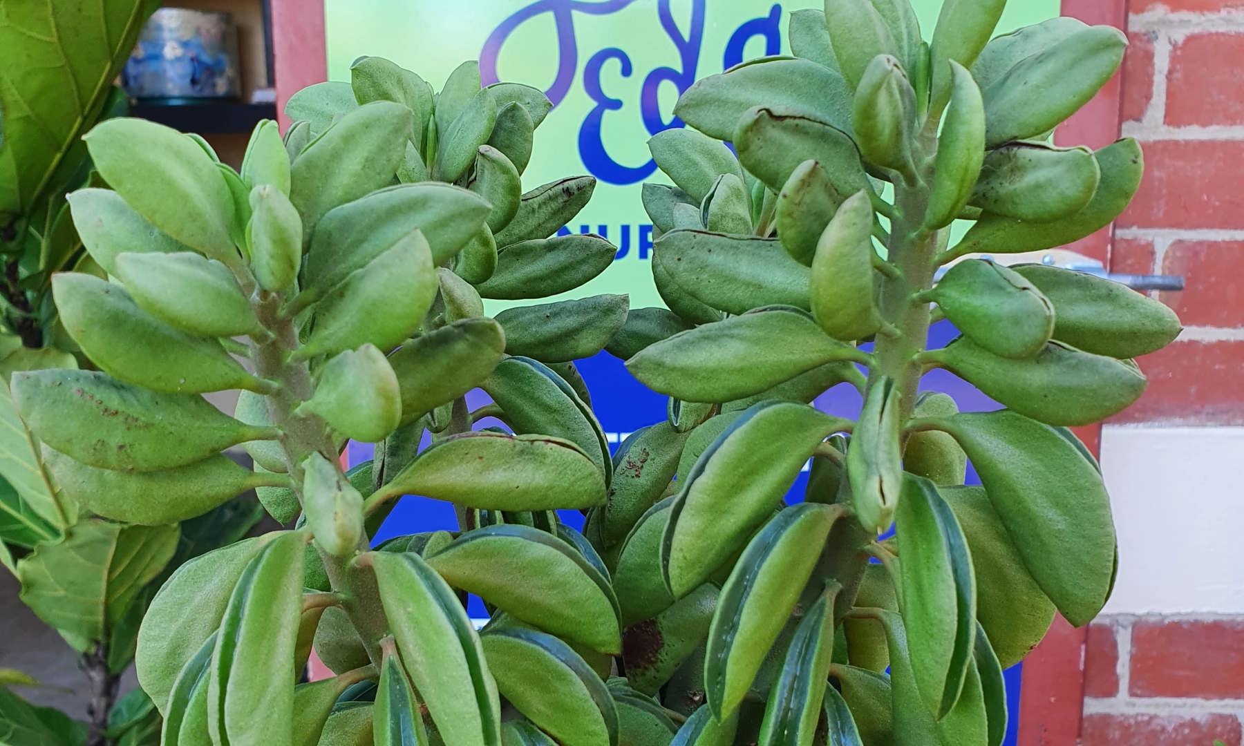 Peperomia Dolarbriformis