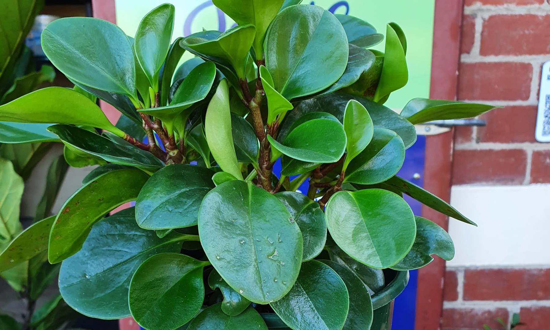 Peperomia Obtusifolia Jade