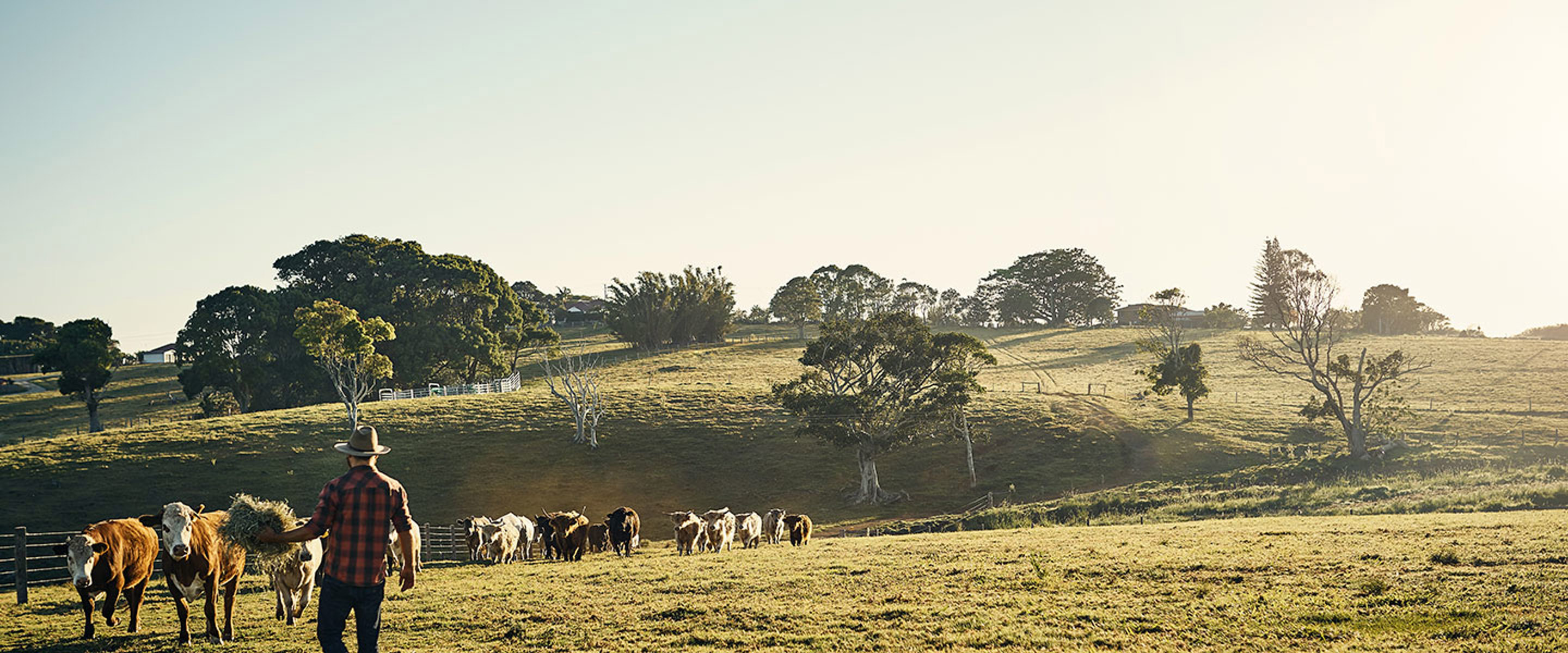 Farmer in a field holding hay and walking toward cows to feed them