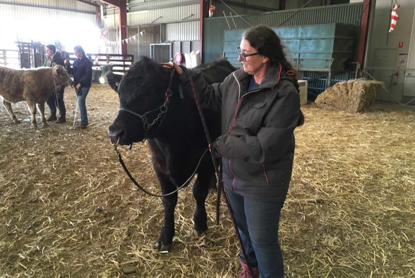 Image of woman leading a steer in a shed