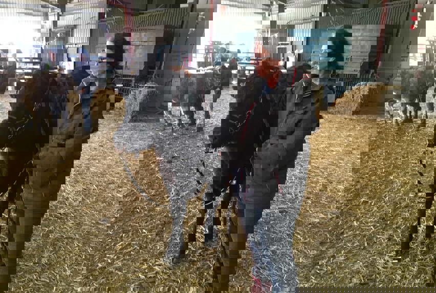 Image of woman leading a steer in a shed