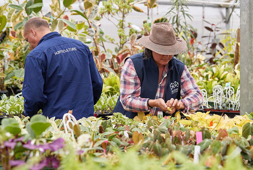 Two Melbourne Polytechnic staff members tending to plants in a greenhouse