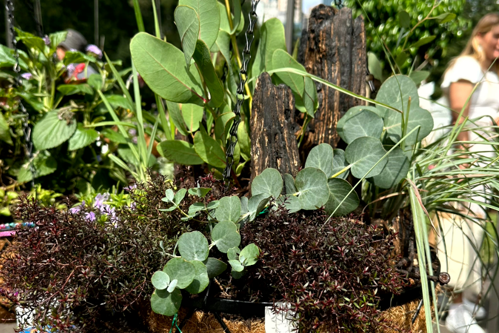 Hanging basket planted with native plantings and decorated with charred pieces of wood.