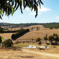 Scenic view of a paddock with a pond, trees and a dirt track. 